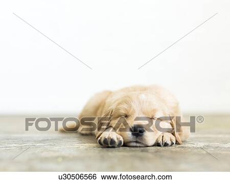 Stock Photograph - Portrait of puppy sleeping on wooden floor. Fotosearch