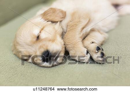 Puppy sleeping on sofa View Large Photo Image Picture - Puppy sleeping on sofa. Fotosearch