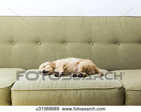 Stock Photo - Puppy sleeping on sofa. Fotosearch