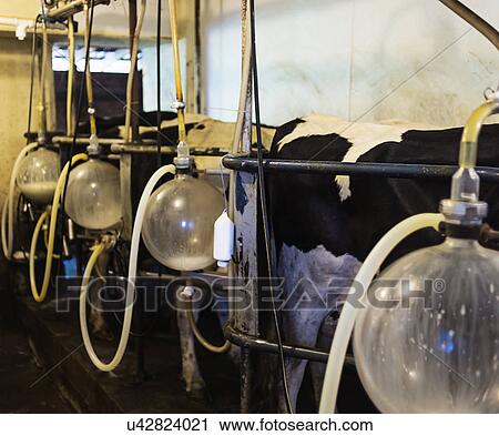 View of cows being milked View Large Photo Image Stock Image - View of cows being milked. Fotosearch