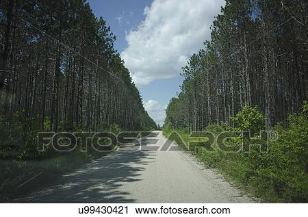 View of empty dirty road amidst forest View Large Photo Image Stock Image - View of empty dirty road amidst forest. Fotosearch