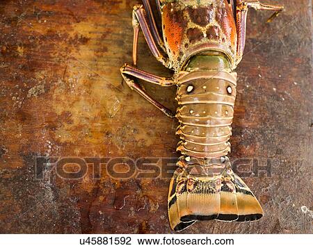 View of lobster View Large Photo Image Stock Image - View of lobster. Fotosearch