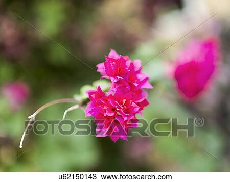View of pink tropical wildflower View Large Photo Image Stock Image - View of pink tropical wildflower. Fotosearch