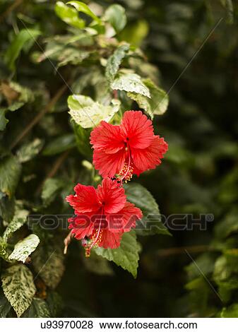 View of red tropical flower View Large Photo Image Stock Photo - View of red tropical flower. Fotosearch