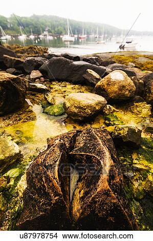 Picture - View of rocks and weed near harbor. Fotosearch