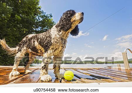 Wet dog standing with ball on jetty View Large Photo Image Stock Photo - Wet dog standing with ball on jetty. Fotosearch