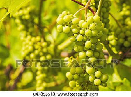 White grapes growing in vineyard View Large Photo Image Stock Image - White grapes growing in vineyard. Fotosearch