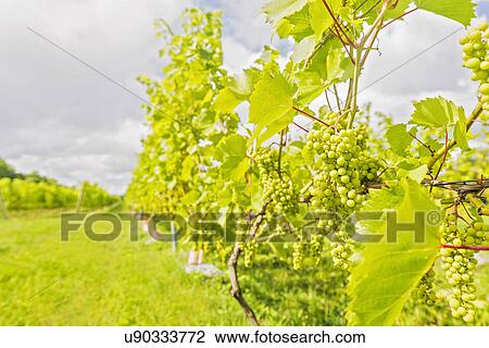 Stock Image - White grapes growing in vineyard. Fotosearch