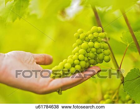 Stock Photo - White grapes growing in vineyard. Fotosearch