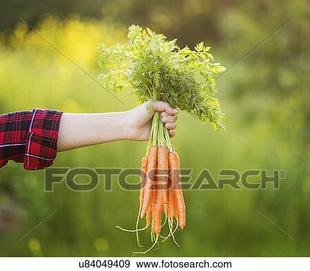 Woman holding bunch of carrots View Large Photo Image Stock Photo - Woman holding bunch of carrots. Fotosearch