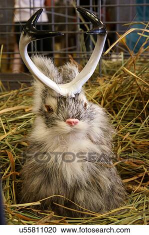 微型畫 Jackalope 動物 兔子 羚羊 幽默種類最齊全的圖像 U Fotosearch