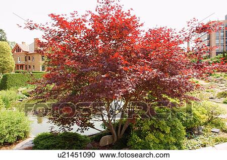 acer palmatum wolff tree allen centennial garden View Large Photo Image Stock Image - acer palmatum wolff tree allen centennial garden. Fotosearch
