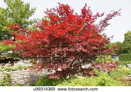 Stock Photo -  acer palmatum wolff tree allen centennial garden. Fotosearch