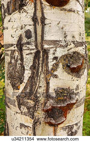 aspen tree closeup markings species populus cold View Large Photo Image Picture - aspen tree closeup markings species populus cold. Fotosearch