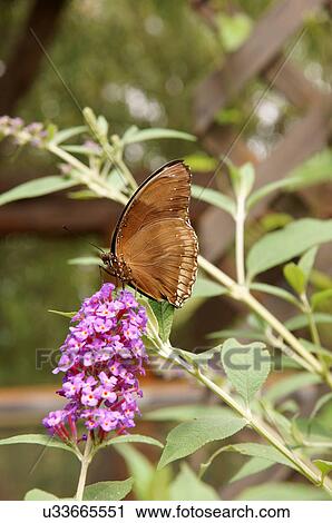 Stock Image -  atlas moth attacus botanical garden park alb alq. Fotosearch