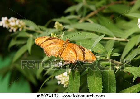 Stock Image -  atlas moth attacus botanical garden park alb alq. Fotosearch