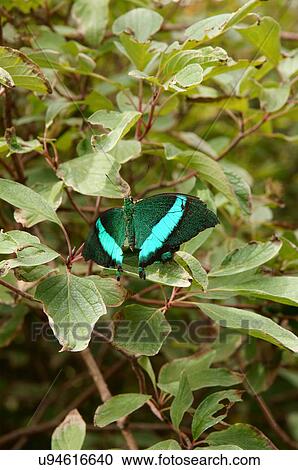 banded peacock butterfly papillio palinurus park View Large Photo Image Stock Image - banded peacock butterfly papillio palinurus park. Fotosearch