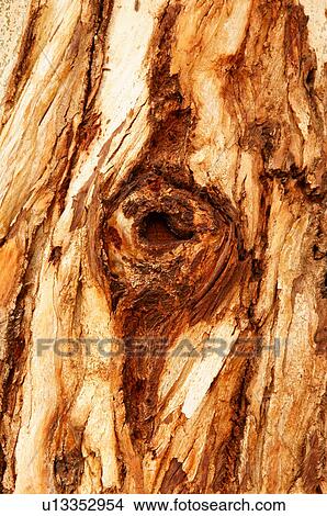 bark knothole on tree closeup close up examine View Large Photo Image Picture - bark knothole on tree closeup close up examine. Fotosearch