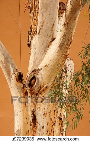 birch tree at pueblo grande visitor center az View Large Photo Image Stock Photography - birch tree at pueblo grande visitor center az. Fotosearch