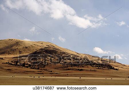 Stock Photo -  black angus cattle cows grazing in front juniper. Fotosearch