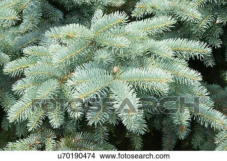 blue spruce pine needles closeup tree picea View Large Photo Image Picture - blue spruce pine needles closeup tree picea. Fotosearch