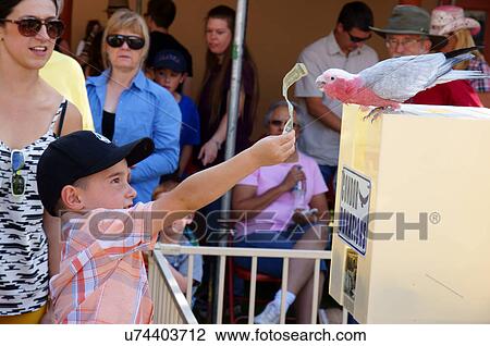 Stock Image -  boy giving dollar bill to cockatoo new mexico. Fotosearch