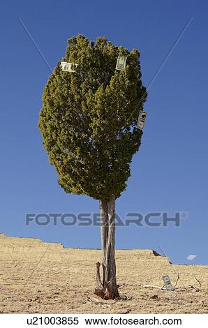 business tree money picked clean currency gold View Large Photo Image Stock Photography - business tree money picked clean currency gold. Fotosearch