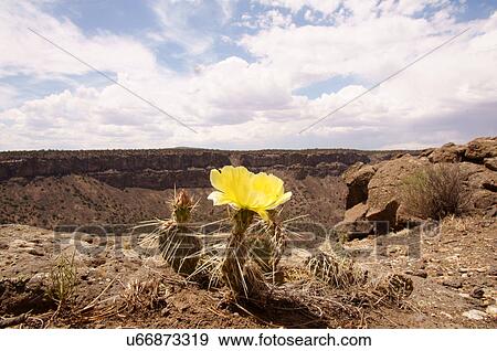 Stock Photo -  cactus flower rio grande del norte monument taos. Fotosearch