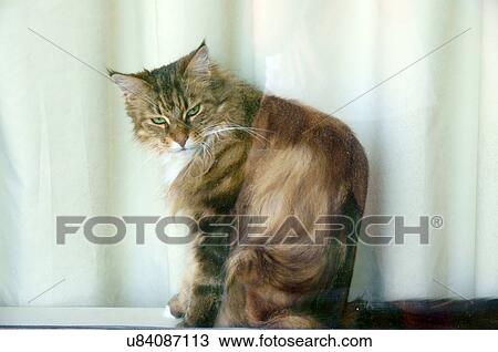 Stock Image -  calico cat in window domestic cats spotted coat. Fotosearch