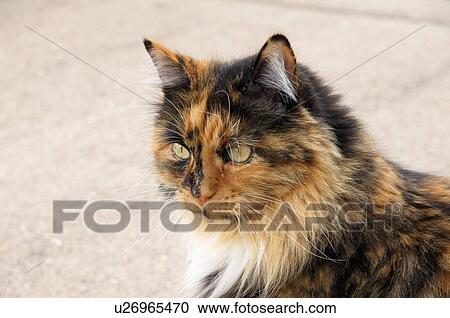 Calico Cat Staring Right Cats Torbie Tabby Torty Stock Image U Fotosearch