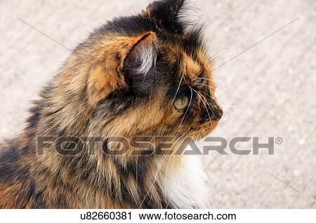 calico cat staring right cats torbie tabby torty View Large Photo Image Stock Image - calico cat staring right cats torbie tabby torty. Fotosearch