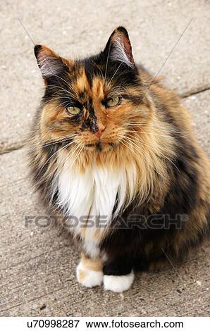 Calico Kat Het Staren Rechts Poezen Torbie Tabby Torty Stock Foto U Fotosearch