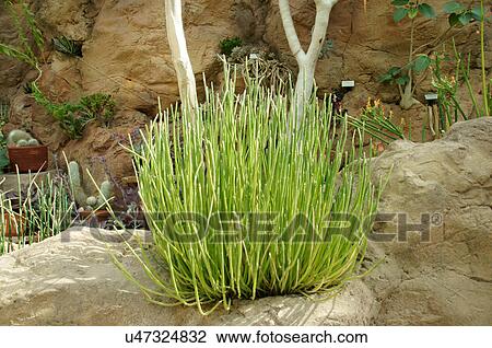 Candelilla, pflanze, euphorbia, botanischer garten, park Stock Bild