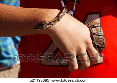 close-up of ball python juvenile baby snake in View Large Photo Image Stock Photography - close-up of ball python juvenile baby snake in. Fotosearch