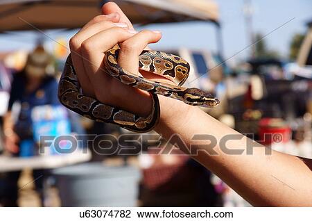 close-up of bull python juvenile baby snake in View Large Photo Image Stock Image - close-up of bull python juvenile baby snake in. Fotosearch