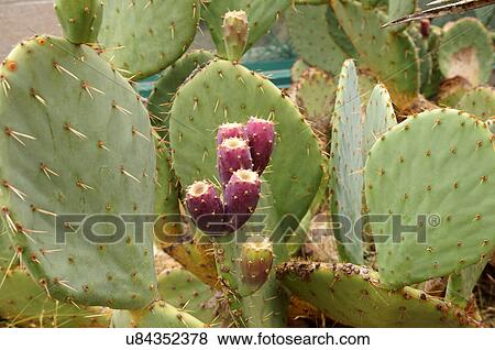 closeup of birds foot prickly pear cactus View Large Photo Image Stock Photo - closeup of birds foot prickly pear cactus. Fotosearch