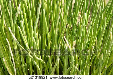 closeup of candelilla plant euphorbia botanical View Large Photo Image Stock Image - closeup of candelilla plant euphorbia botanical. Fotosearch