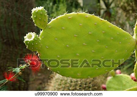 Stock Image -  closeup of tapona prickly pear cactus opuntia. Fotosearch