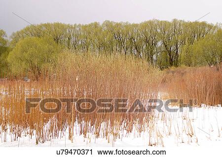 cottonwood trees in snow mora new mexico nm View Large Photo Image Stock Image - cottonwood trees in snow mora new mexico nm. Fotosearch