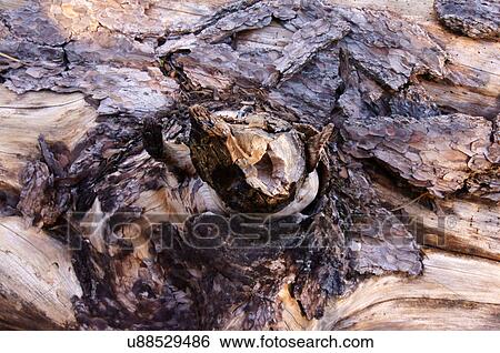 deadwood closeup close up examine analyse View Large Photo Image Stock Photograph - deadwood closeup close up examine analyse. Fotosearch