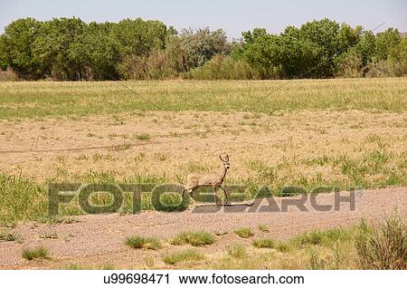 Stock Image -  deer fawn at bosque del apache national wildlife. Fotosearch