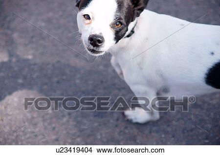 dog pit bull puppy cute black white look looks View Large Photo Image Picture - dog pit bull puppy cute black white look looks. Fotosearch