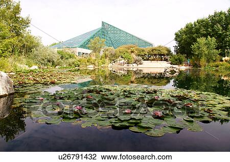 dragonfly sanctuary pond botanical garden park View Large Photo Image Stock Image - dragonfly sanctuary pond botanical garden park. Fotosearch