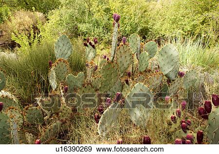 field of birds foot prickly pear cactus opunita View Large Photo Image Stock Photo - field of birds foot prickly pear cactus opunita. Fotosearch