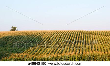 field sorghum pharma idaho id scenic highway 95s View Large Photo Image Stock Image - field sorghum pharma idaho id scenic highway 95s. Fotosearch