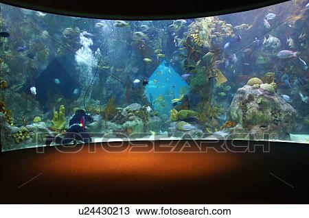 fish aquarium cleaning children kids biological View Large Photo Image Stock Image - fish aquarium cleaning children kids biological. Fotosearch