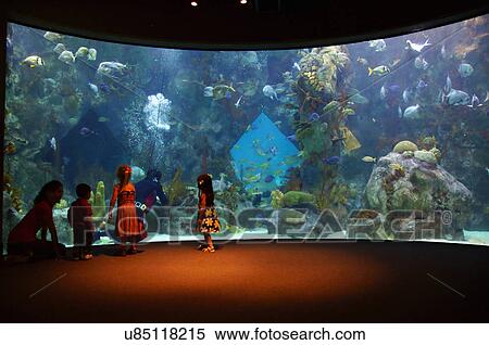 fish aquarium cleaning children kids biological View Large Photo Image Stock Photography - fish aquarium cleaning children kids biological. Fotosearch