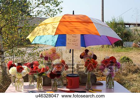 flower stand enumclaw washington wa bloom View Large Photo Image Stock Photo - flower stand enumclaw washington wa bloom. Fotosearch