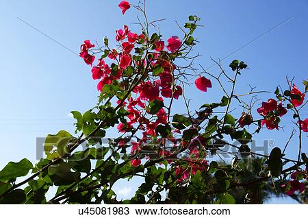 Stock Image -  flowers red fashion square scottsdale arizona az. Fotosearch