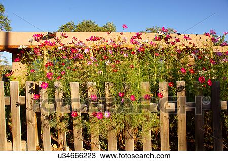 flowers wooden fence taos new mexico nm bloom View Large Photo Image Stock Image - flowers wooden fence taos new mexico nm bloom. Fotosearch